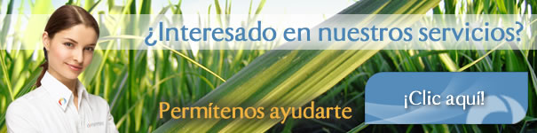 plantas solares, paneles solares